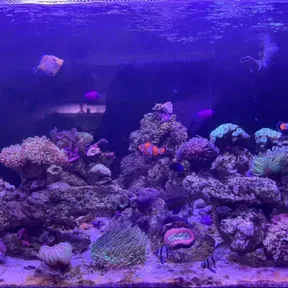 Radio Aquarium