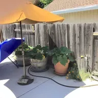 Your Garden vs. Summer Heatwaves