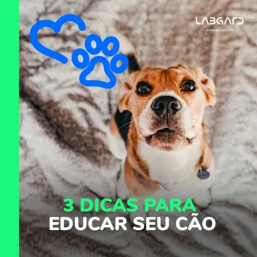 Episódio 79 - 3 dicas para educar seu cão!