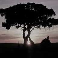 African Union and the 6th Region