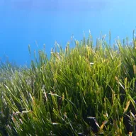 Hope for seagrasses in a warming world