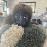 Zoológicos usam pelúcias para acalmar animais que sofrem rejeição após nascimento