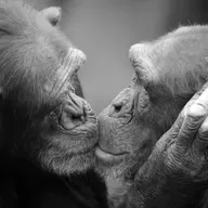 What’s In A Kiss? 21 Million Years Of Evolution