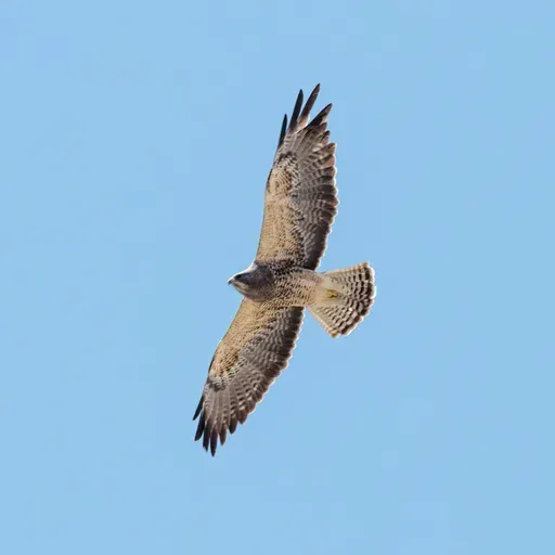 The 'Grasshopper' Hawk's High-Stakes Migration