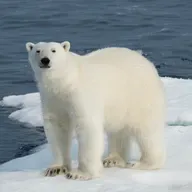 Kutup Ayıları İklim Değişikliğine Uyum Sağlıyor