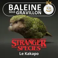 STRANGER SPECIES 5/12 : Le Kakapo, le "crooner-boomer" néo-zélandais