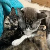 II Sesión nocturna de Los Gatos de Miss Rey