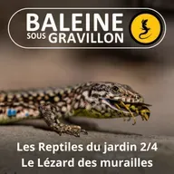 BEST OF D'ÉTÉ #06 Les Reptiles du jardin 2/4 : Le Lézard des murailles