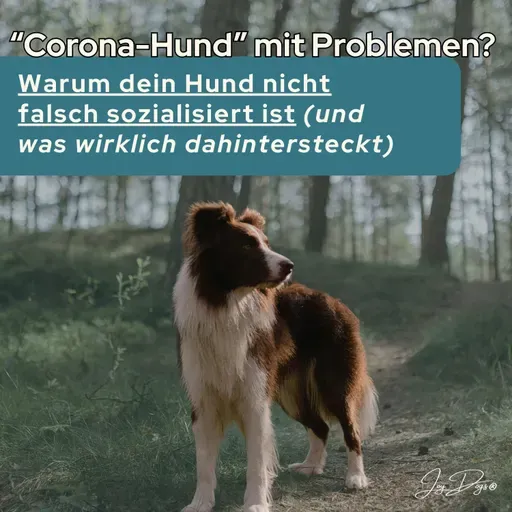 “Corona-Hund” mit Problemen? Warum dein Hund nicht falsch sozialisiert ist (und was wirklich dahintersteckt)
