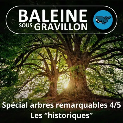 SPÉCIAL Arbres remarquables 4/5 : Les "historiques"