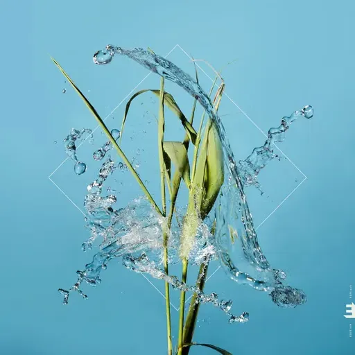 La Montaña Rusa 12.2026. Fergus McCready. Simone Basile. Tomasz Stanko. Mareike Wiening. Yann Aravit. Chris Rottmayer. Mike De Souza.