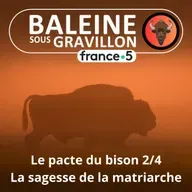 S07E33 Le Pacte du bison 2/4 : Sous l'autorité de la matriarche (Thierry Robert)