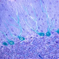 B.R.A.I.N.W.A.V.E.S. Ep.02 - THETA θ with Steno