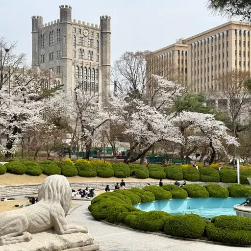 Cherry blossom season brings beauty, joy to Korean campuses amid midterm stress