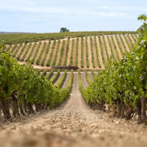 En Clave Rural: Cómo afectarán barreras arancelarias de Trump a las pequeñas y medianas bodegas