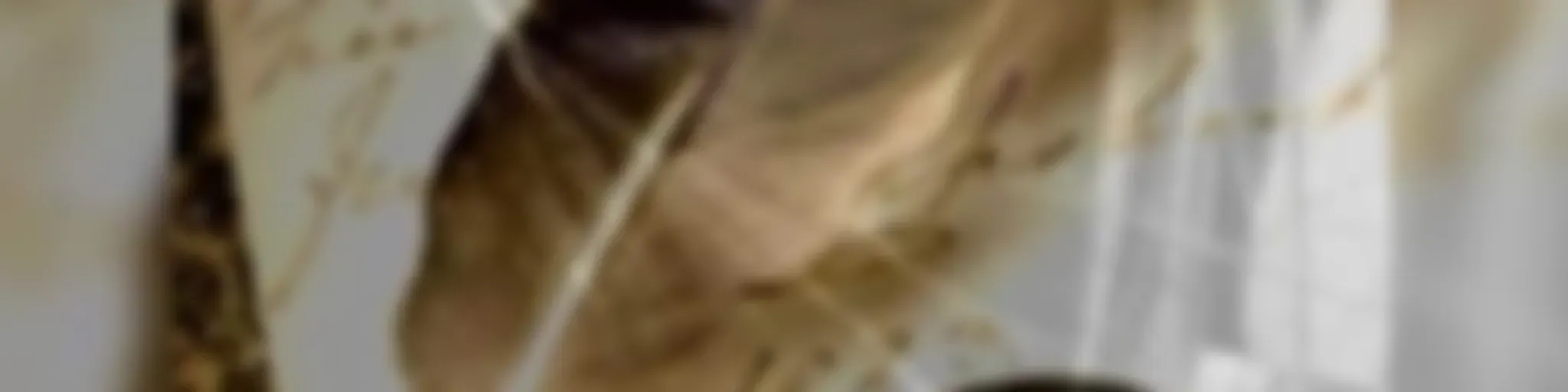 " Canto Latino de Mi Corazón y el Alma