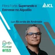 Plantcast #153 Fibra Forte: Superando o Estresse no Algodão