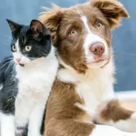 Planos para os pets