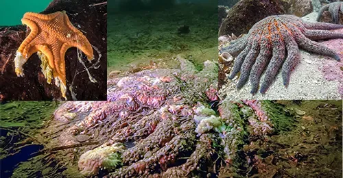Estrellas de mar derretidas. El clima en dientes de dinosaurio.