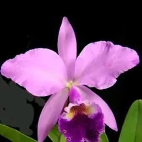 Catleya concepción