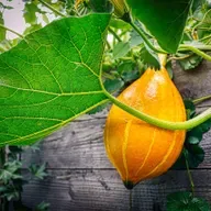 Garden Talk: How to stretch your gardening dollars; The growing popularity of raised beds