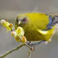 New Zealand Bellbird