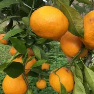 Florida farms during the freeze with Josh Jamison and Raleigh Barnes