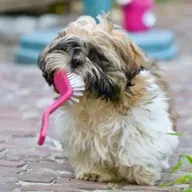 Eles se comunicam! Entenda o que seu pet está dizendo!