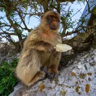 Aber spiser jord for at fordøje turisters junkfood