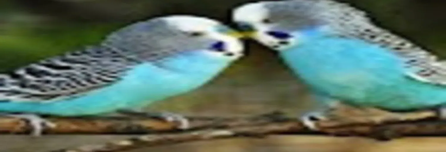 damarcilarkrali