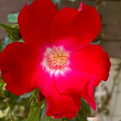 524: This Isn't a Movie