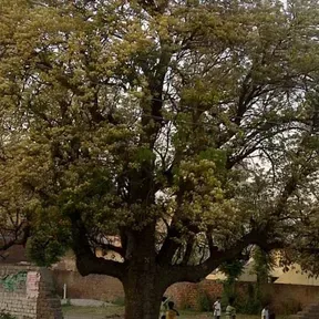 Chuharpur old
