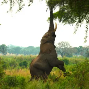 Defense Of The Amature