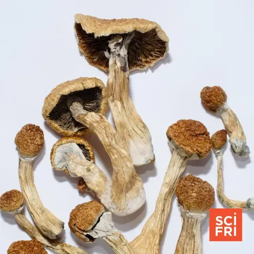 How Are State-Run Psilocybin Therapy Programs Going?