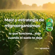 Maíz y estrategia de migroorganismos: lo que funciona… solo cuando el suelo te deja