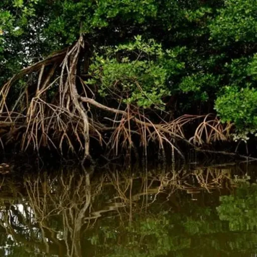 Entenda por que é importante proteger manguezais e recifes