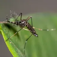 Plantas que afastam o mosquito da dengue