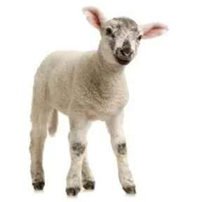LAMB Radio