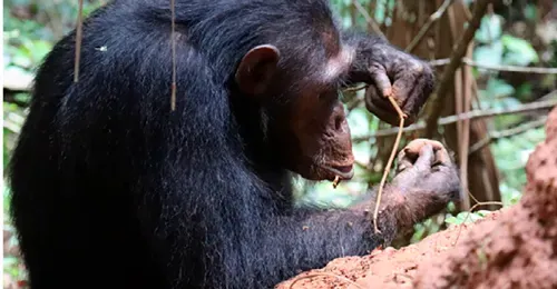 Ingeniería chimpancé. Hablamos con Alejandra Pascual Garrido