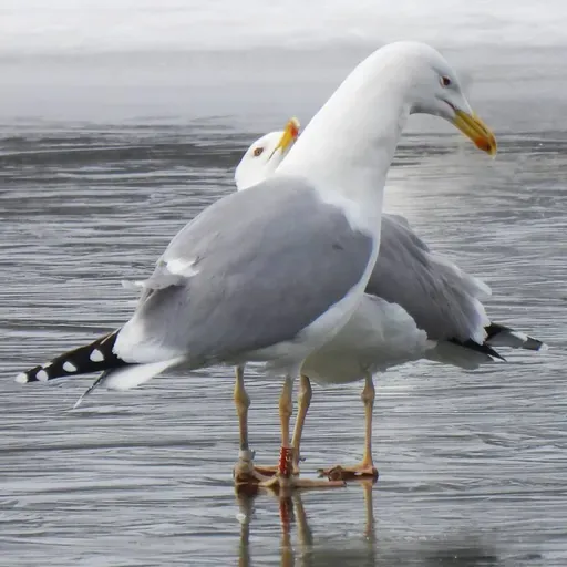Почему в Минске стало много чаек? Специалист – про то, что сейчас происходит со столичными птицами