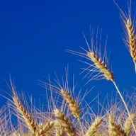 Grain and Shine - How the weather is affecting farming