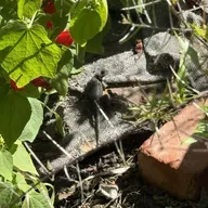 How do lizards grow their tails back?