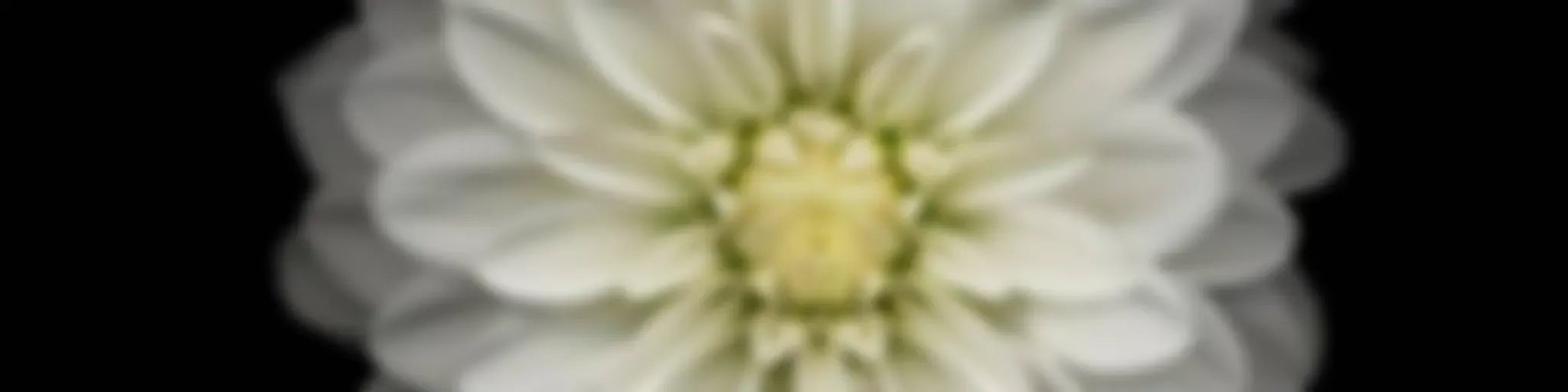 Para Poucos por Betta Vidmar