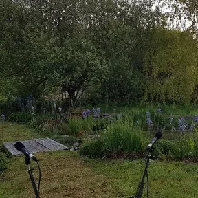 Woodland Radio