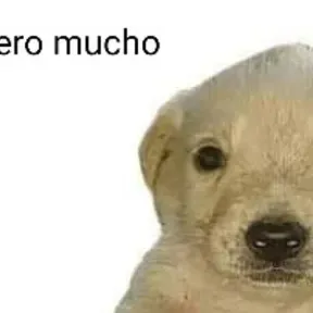 Michicat