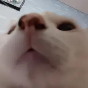 Kitipo