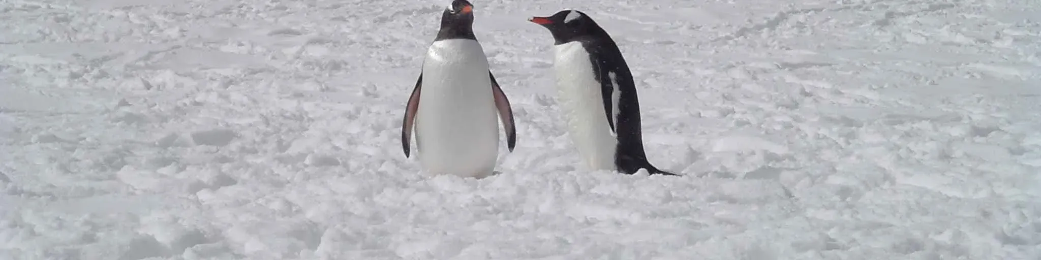 THE VOICE OF LIMA - RADIO SILENCE 1