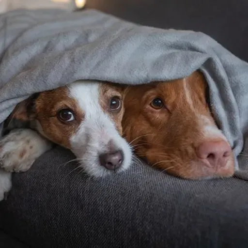 Temperaturas mais baixas: os cuidados com as doenças respiratórias infecciosas em cães e gatos
