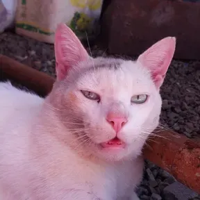 Sei lá