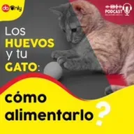Episodio 129: Los huevos y tu gato: cómo alimentarlo